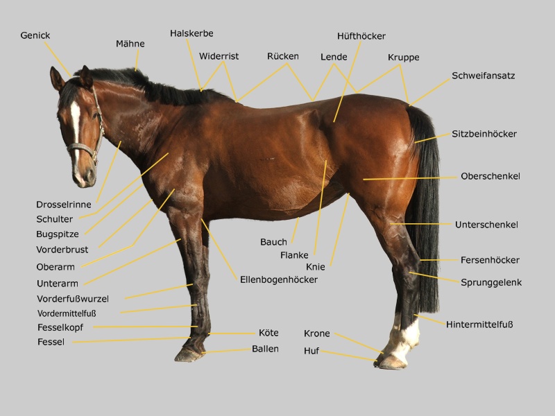pferdekoerperbeschreibung